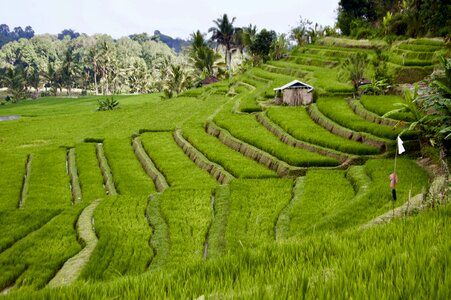 Landscape asia terraces photo