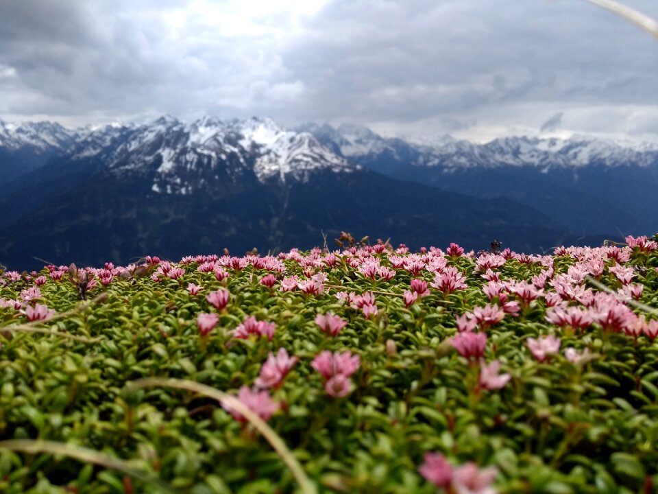Plant mountain summer