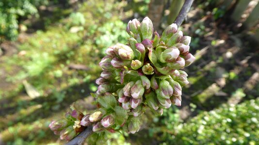 Spring pink awakening