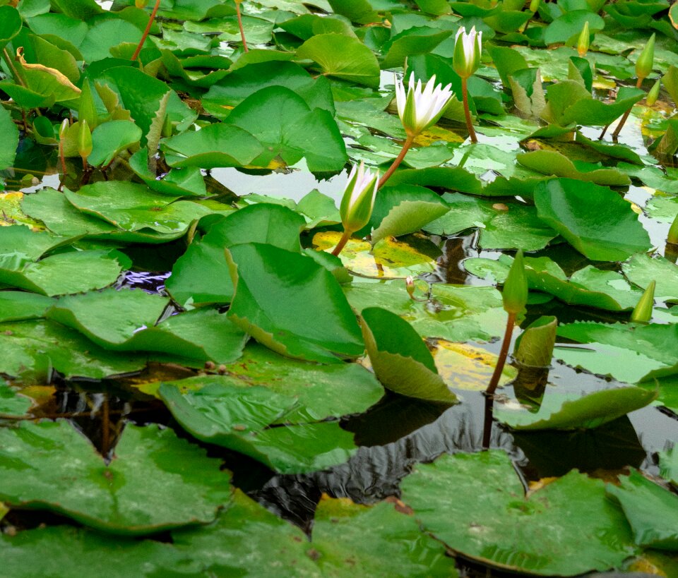 Nature pond flower