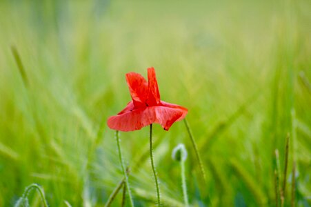 Summer red field