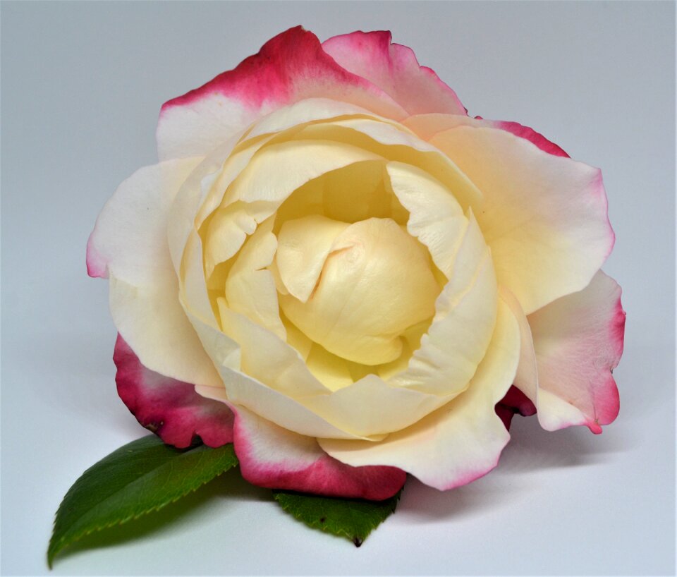 Bloom flower beauty