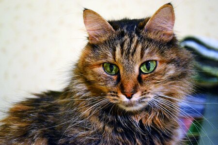 Animal pet cat portrait photo