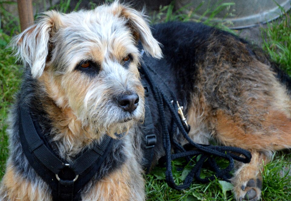 Animals dog pet