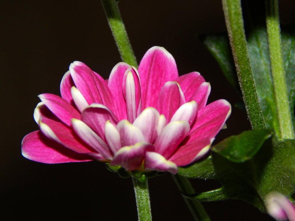 Spring summer flowers