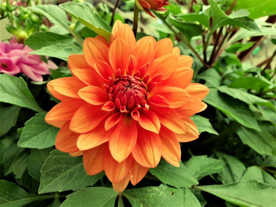 Flora garden