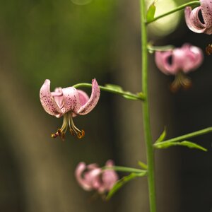 Flower pink