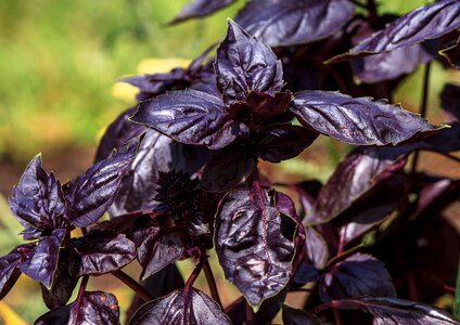 Edible garnish plant