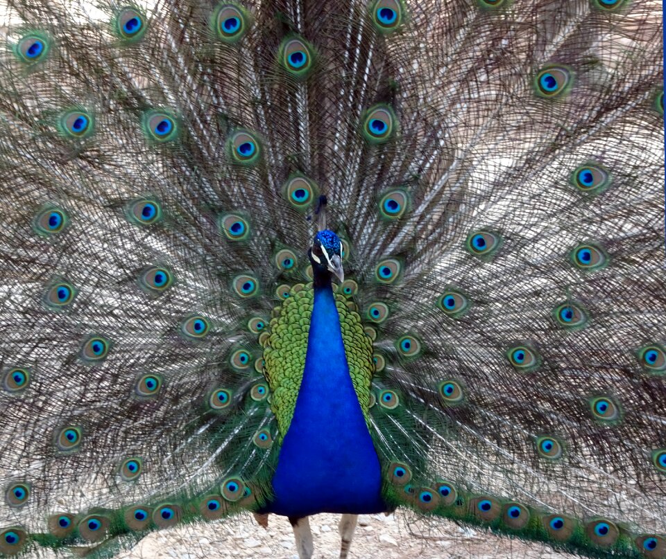 Pen plumage colorful