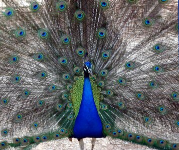 Pen plumage colorful photo