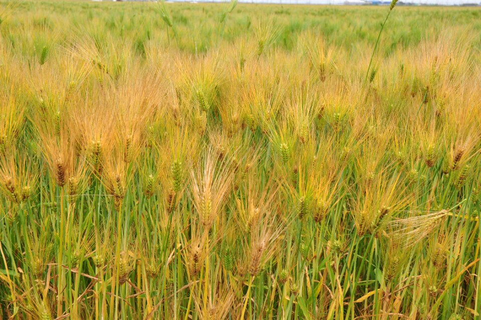 Plants summer nature