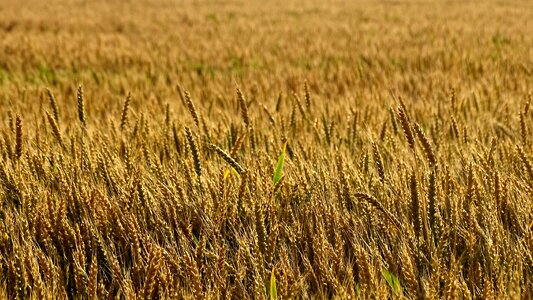 Field grain summer photo