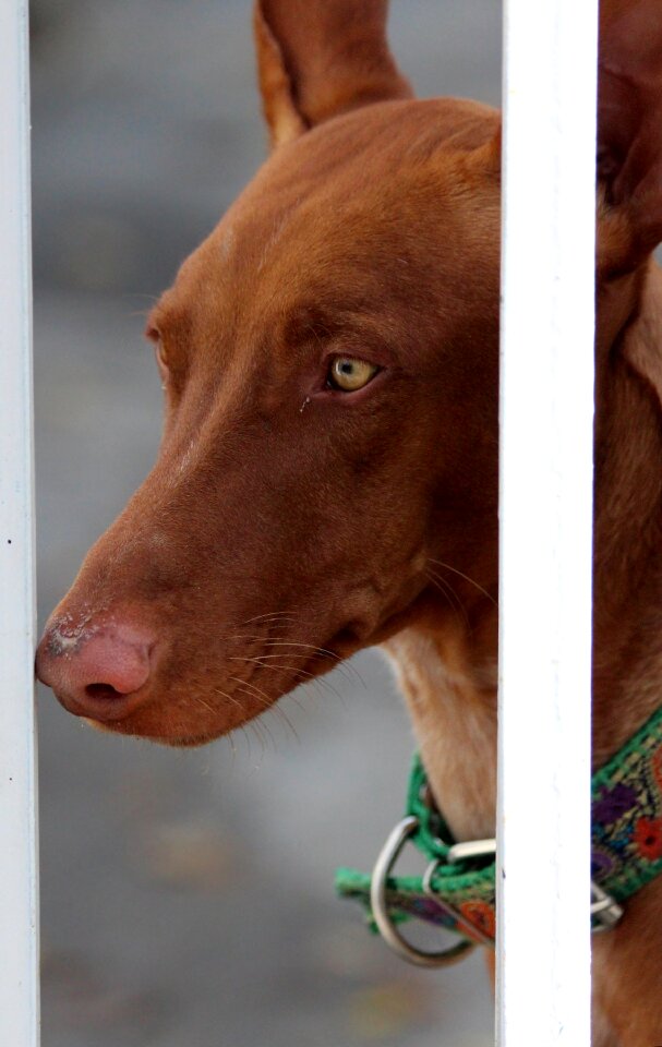 Fence head podenco ibicenco