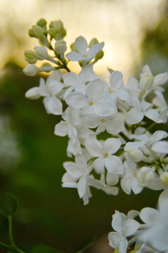 Blossom bloom sunset