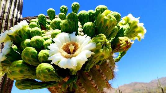 America saguaro national park green