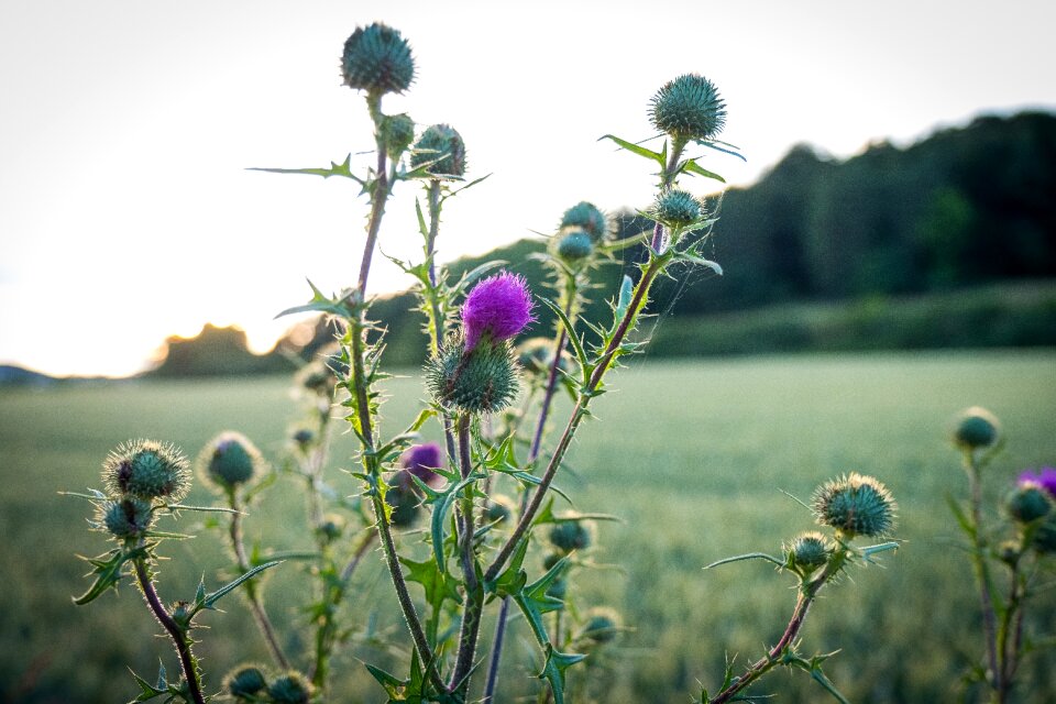 Purple bloom bud