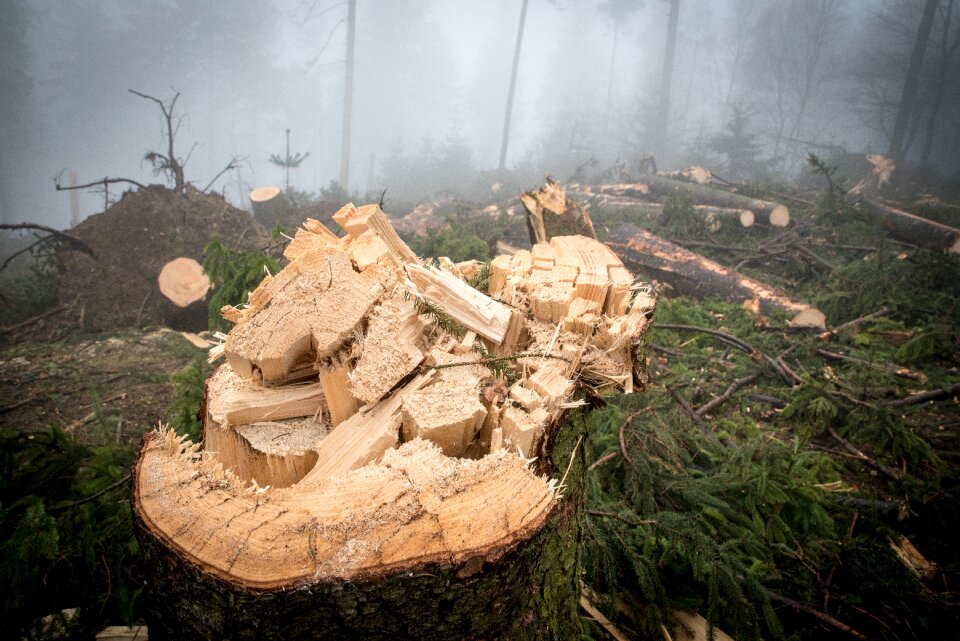Nature tree trunks forestry