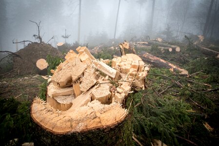 Nature tree trunks forestry