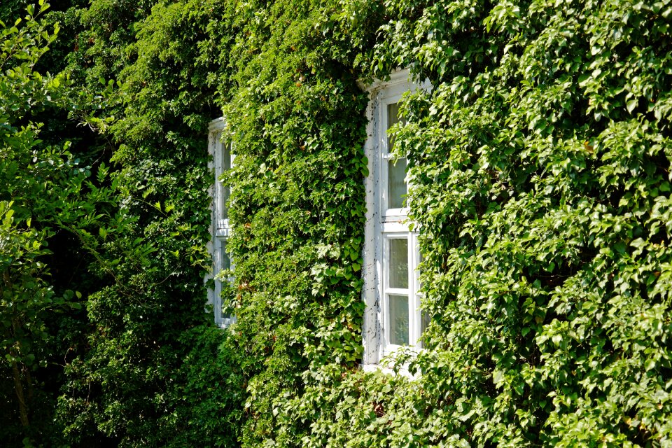 Hauswand climber plant romantic