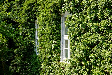 Hauswand climber plant romantic photo