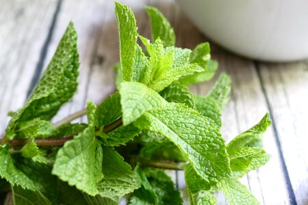 Mint herbs green