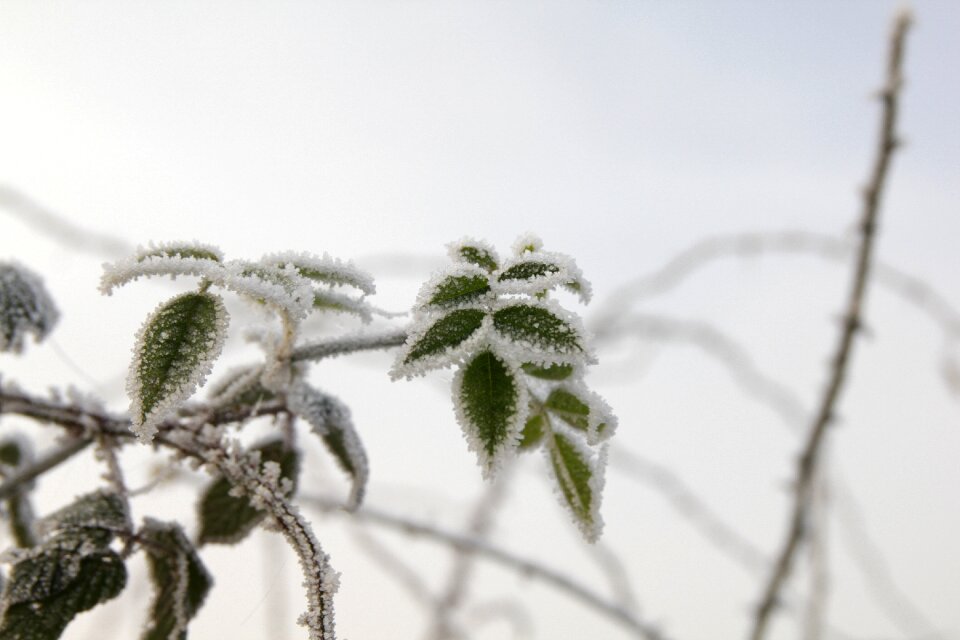 Nature landscape hedgerow