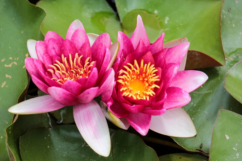 Blossom bloom plant