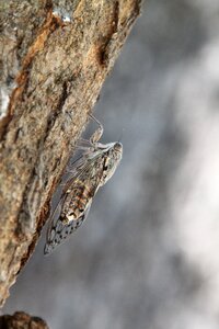 Forest animal world flying