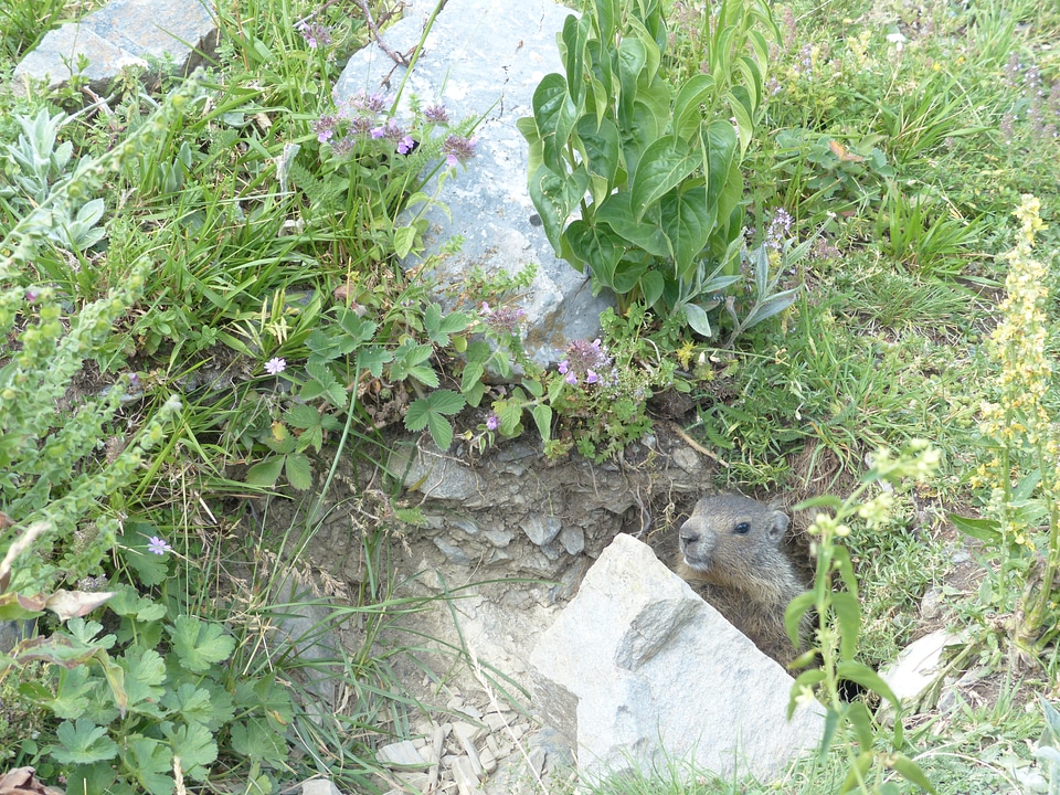 Marmot alpine rodent