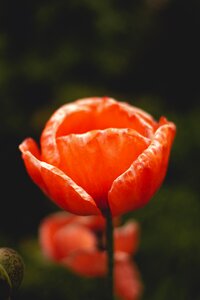 Garden nature orange