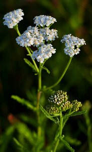 Flowers white stengel photo