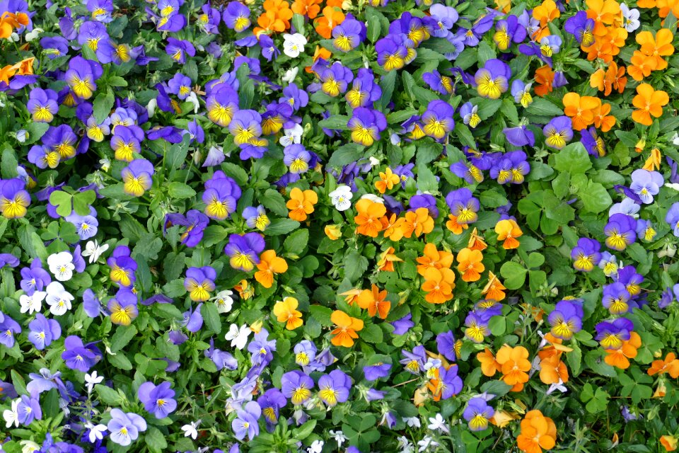 Flower nature violet