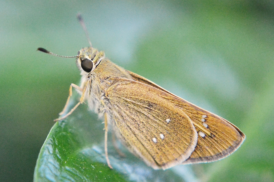Small butterfly inset pest
