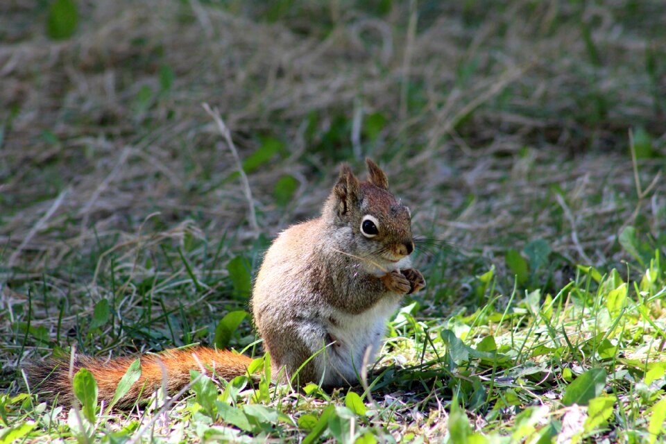 Nature eat animal