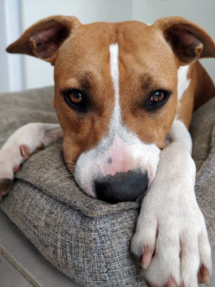 Cushion nap legs
