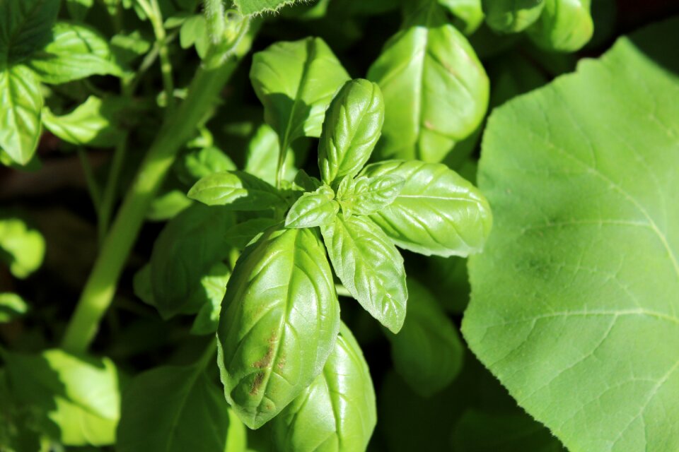 Basil nature green