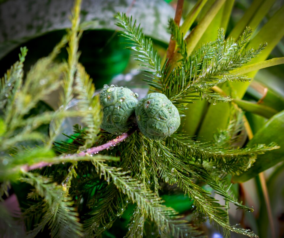Round balls pinaceae cupressaceae