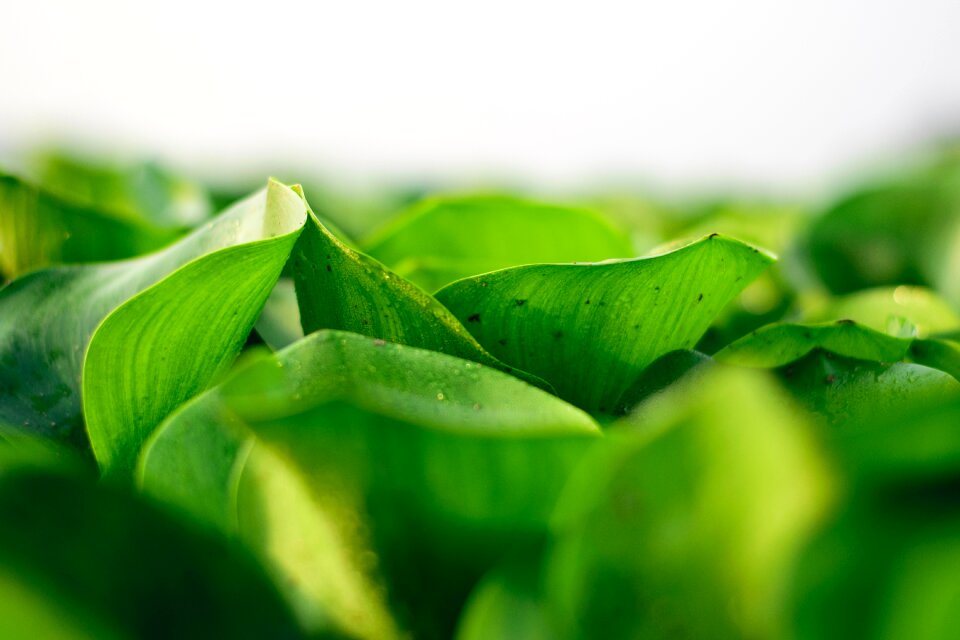 Plant green summer