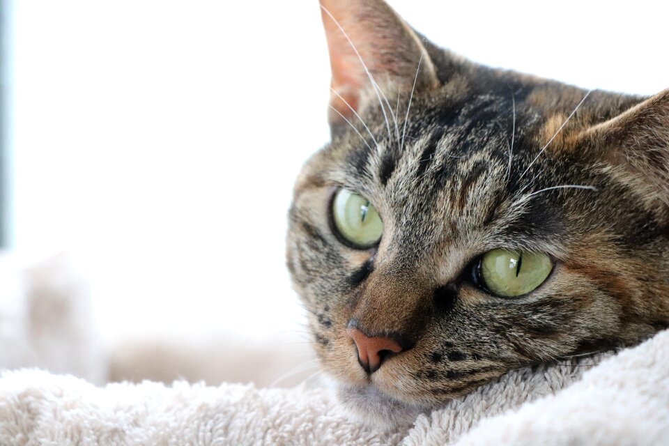 Whisker pet kijitora