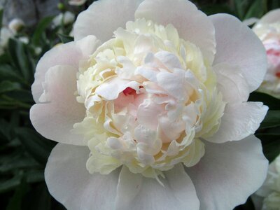 Flower peony petals