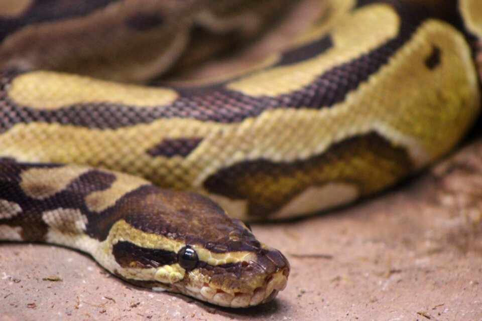 Animal ball python ball