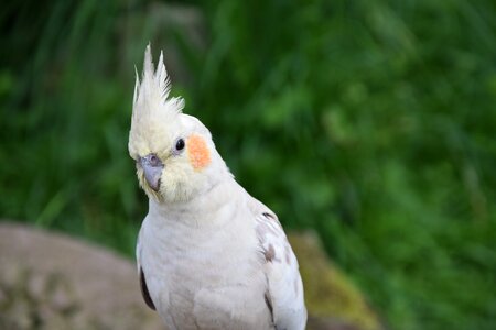 Small parrot animal world bird photo