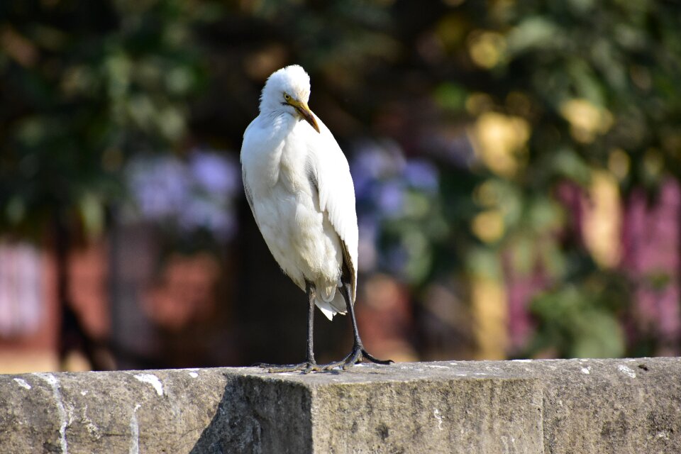 Heron white bird seating bird