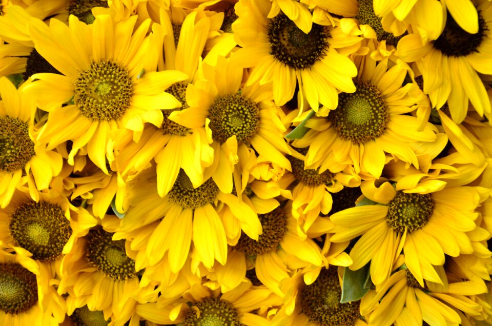 Nature summer flora