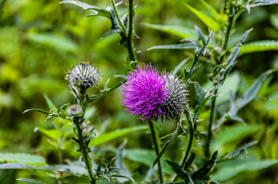 Prickly thistle flower bee photo