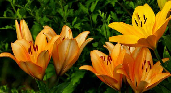 Flowers green orange