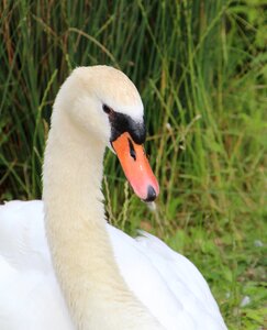 Mute swan bird pen