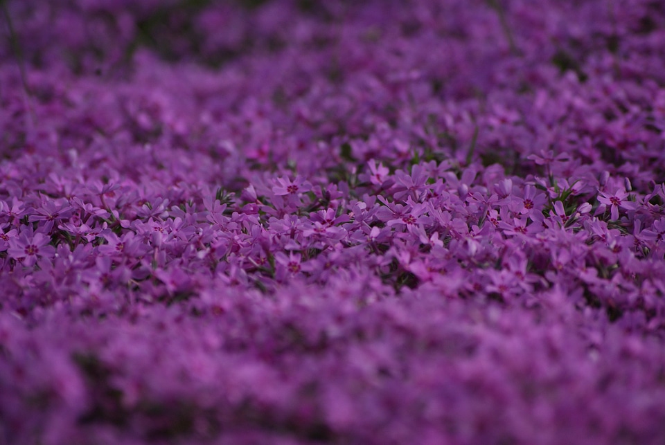 Flowers flower plant