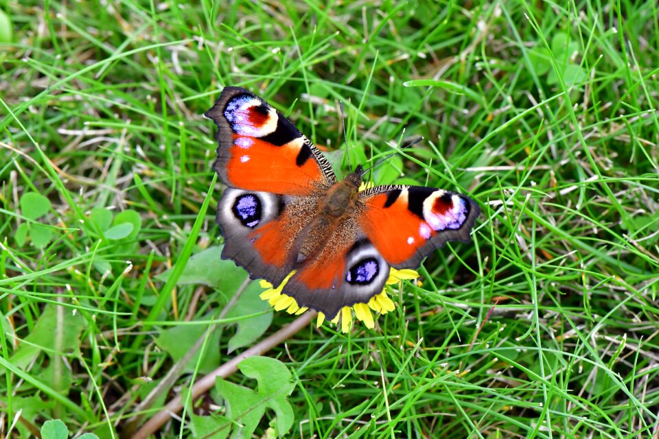 Butterflies wings insect