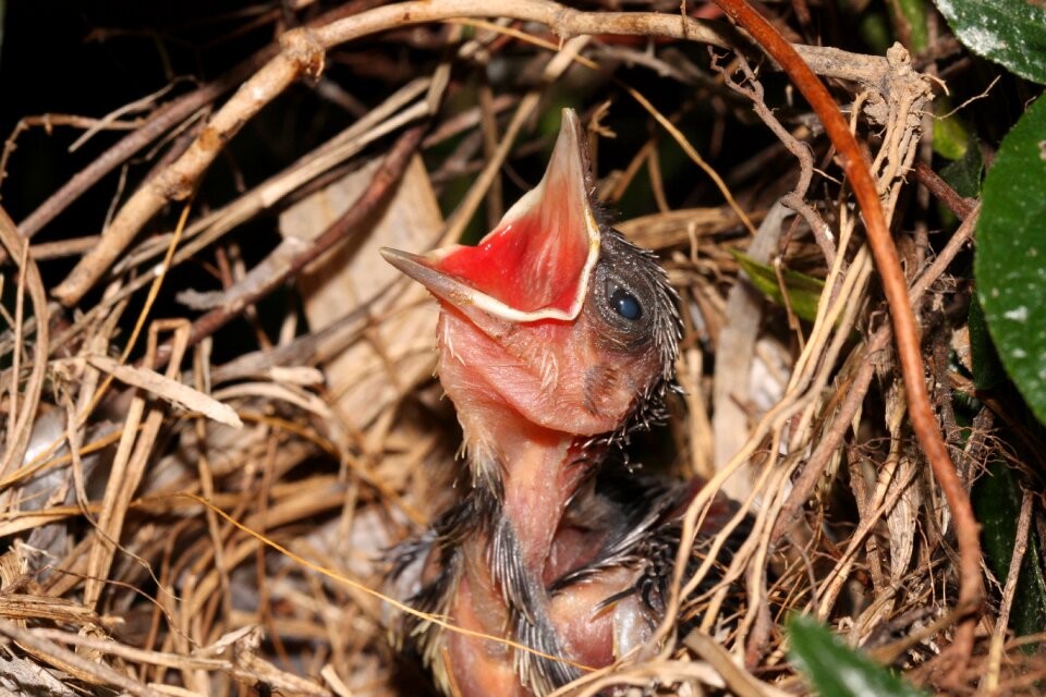 Baby bird bird inside a nest